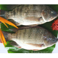 Exportación de pescado congelado IVP GGS WR Nile Tilapia